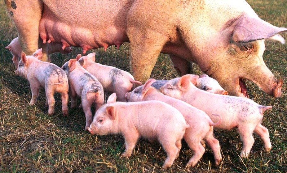La produccion de lechones y engorde de cerdos se ha reducido Razas Porcinas